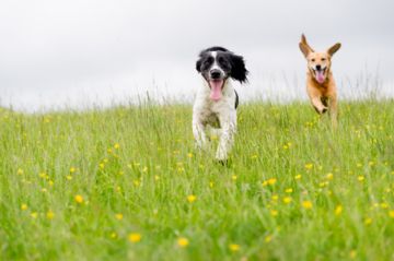 deux chiens courent ensemble dans l'herbe