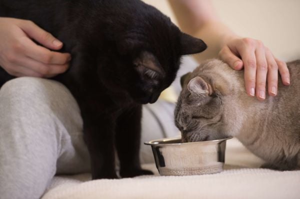 gatitos comen juntos feliway