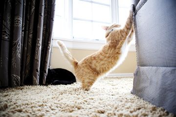 gato rasca sofá feliway