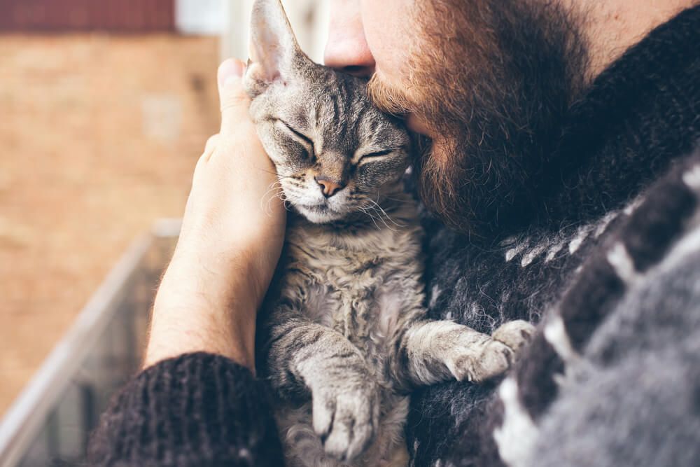 handling - Close-up of beard man in icelandic sweater who is holding and kissing his cute purring Devon Rex cat