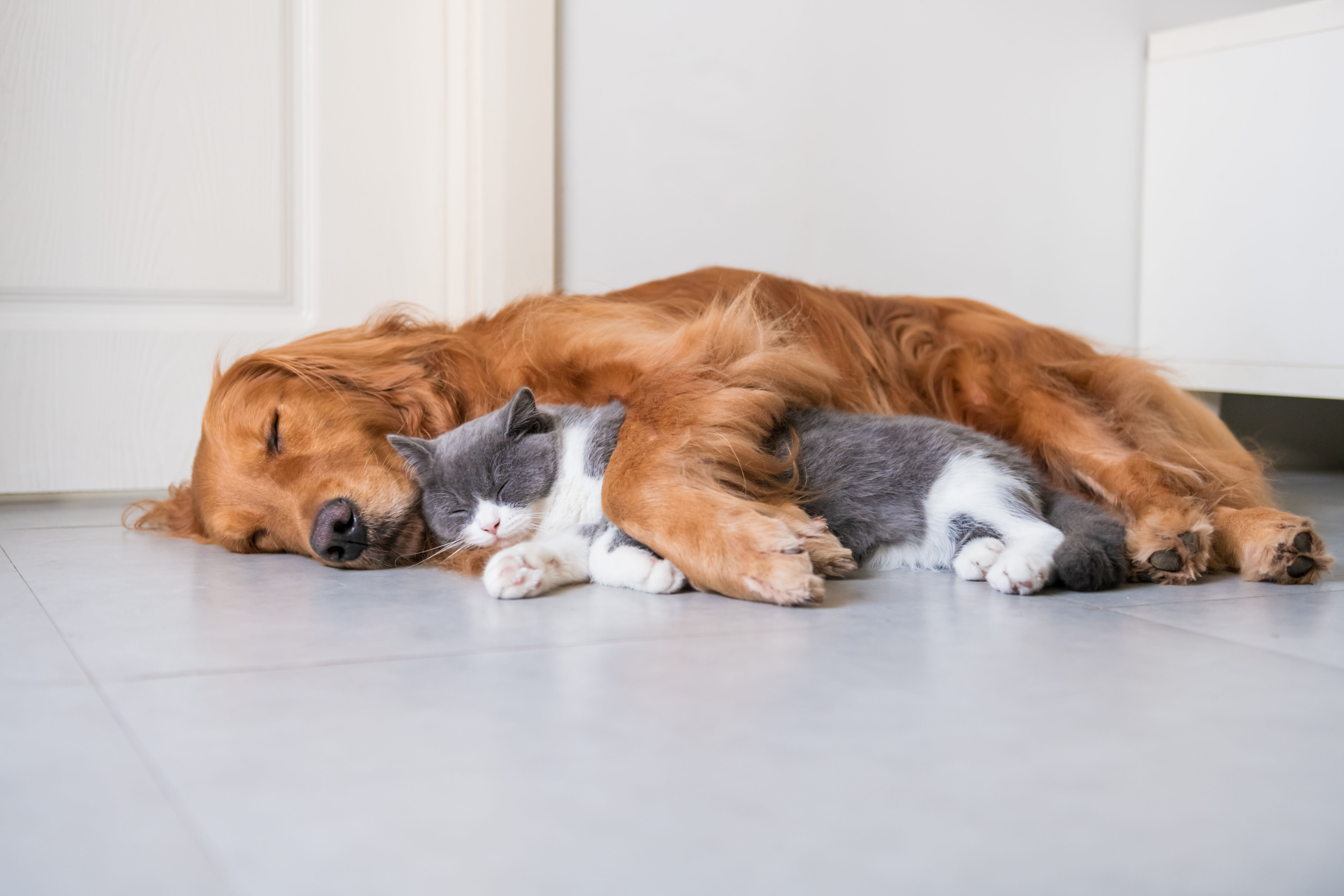 Hund und Katze kuscheln zusammen