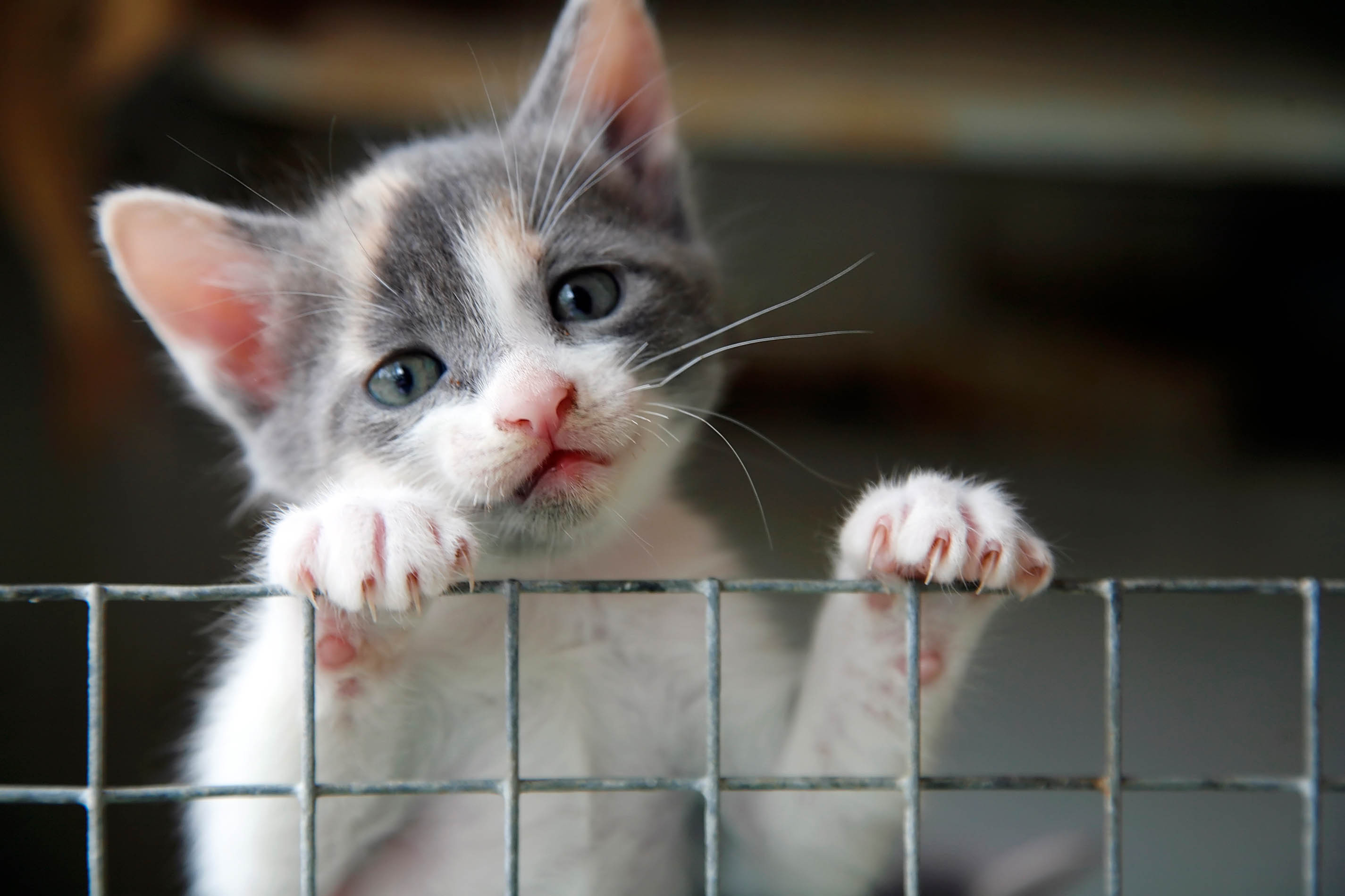 Kitten aus Tierheim