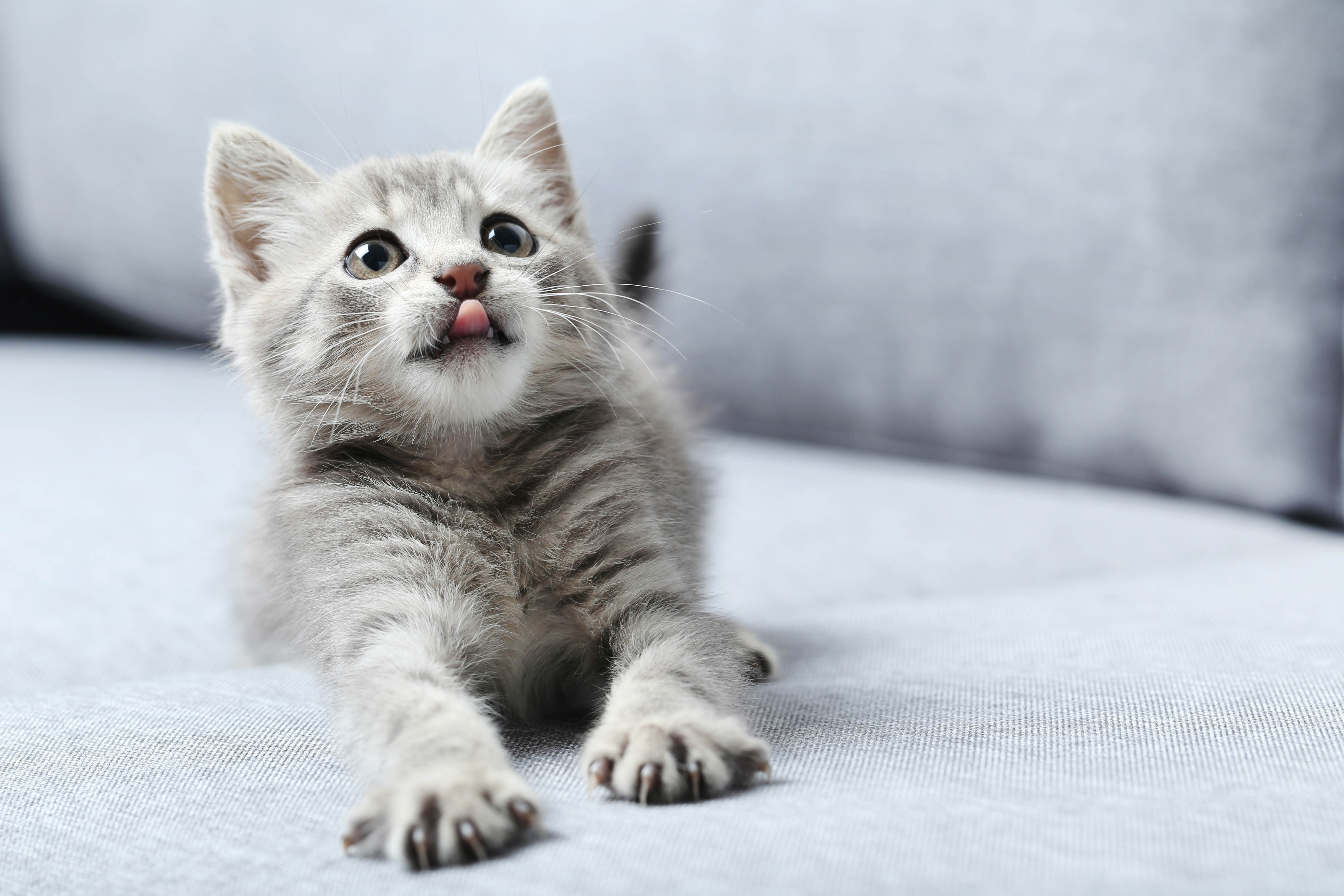 Grundausstattung Katzen Baby Was Braucht Dein Kitten Wirklich