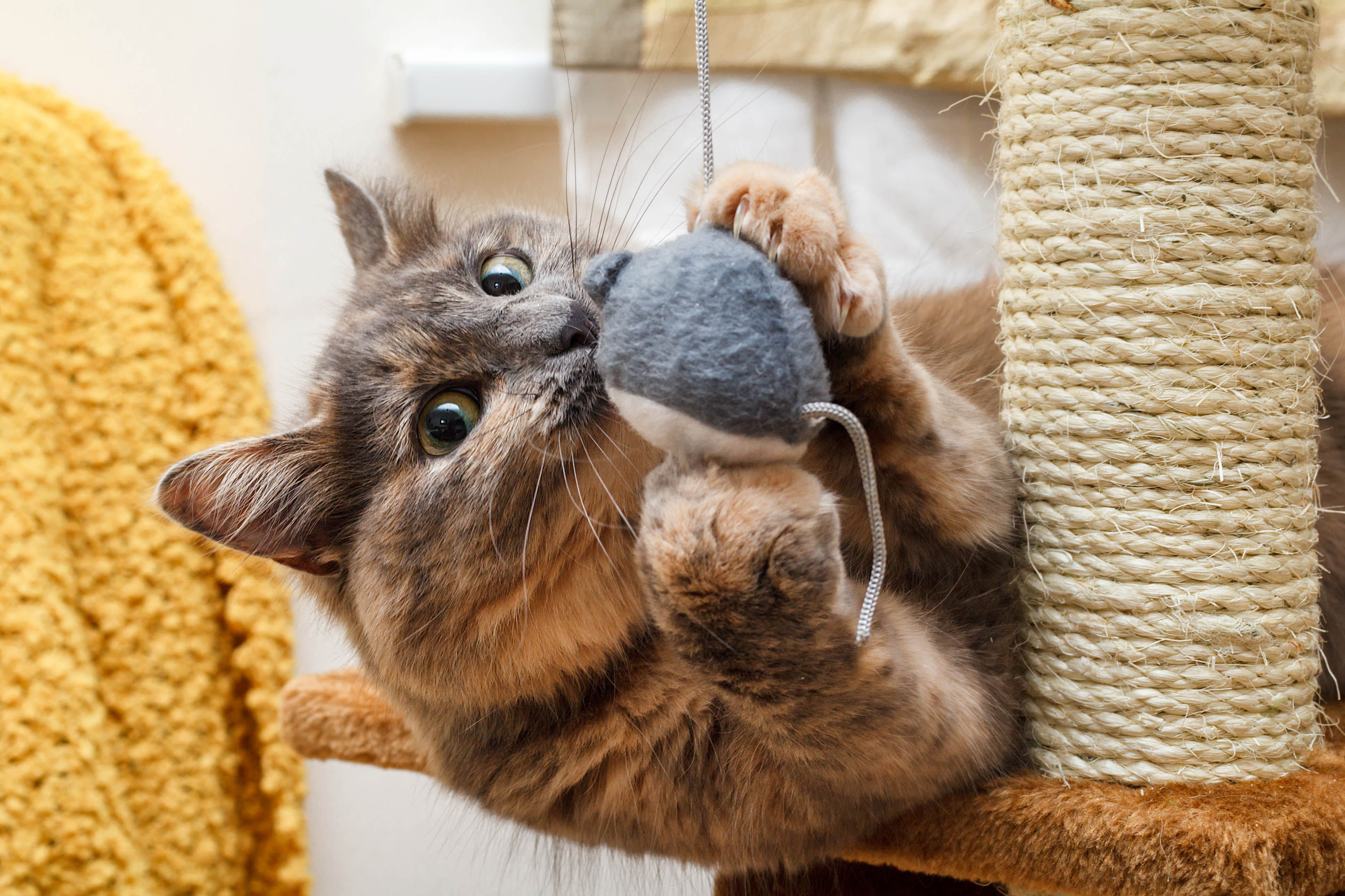 Katze spielt mit Spielzeugmaus auf Kratzbaum