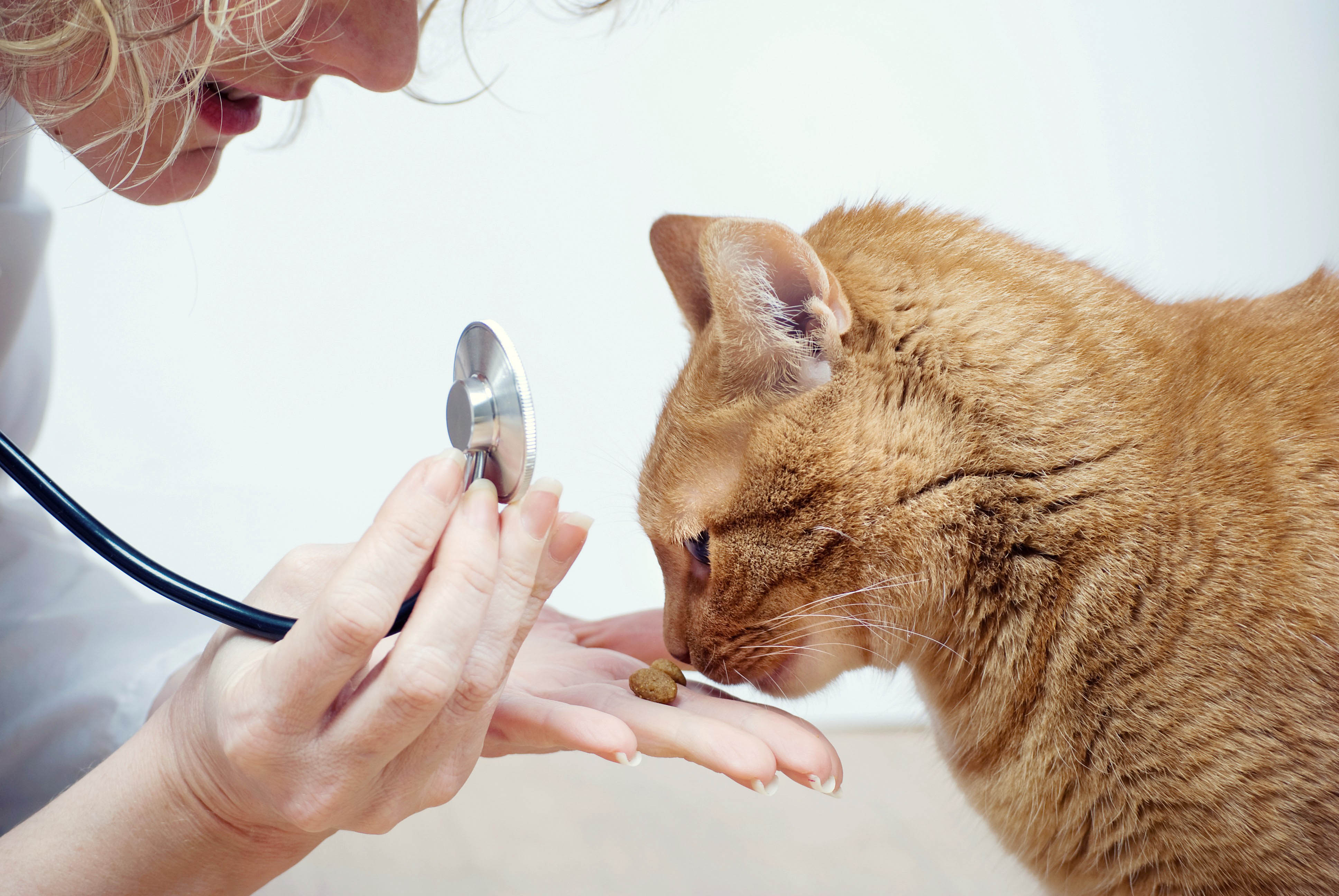 Katze bekommt Leckerli vom Tierarzt