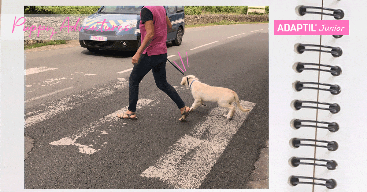 puppy_diary_crossing_the_road