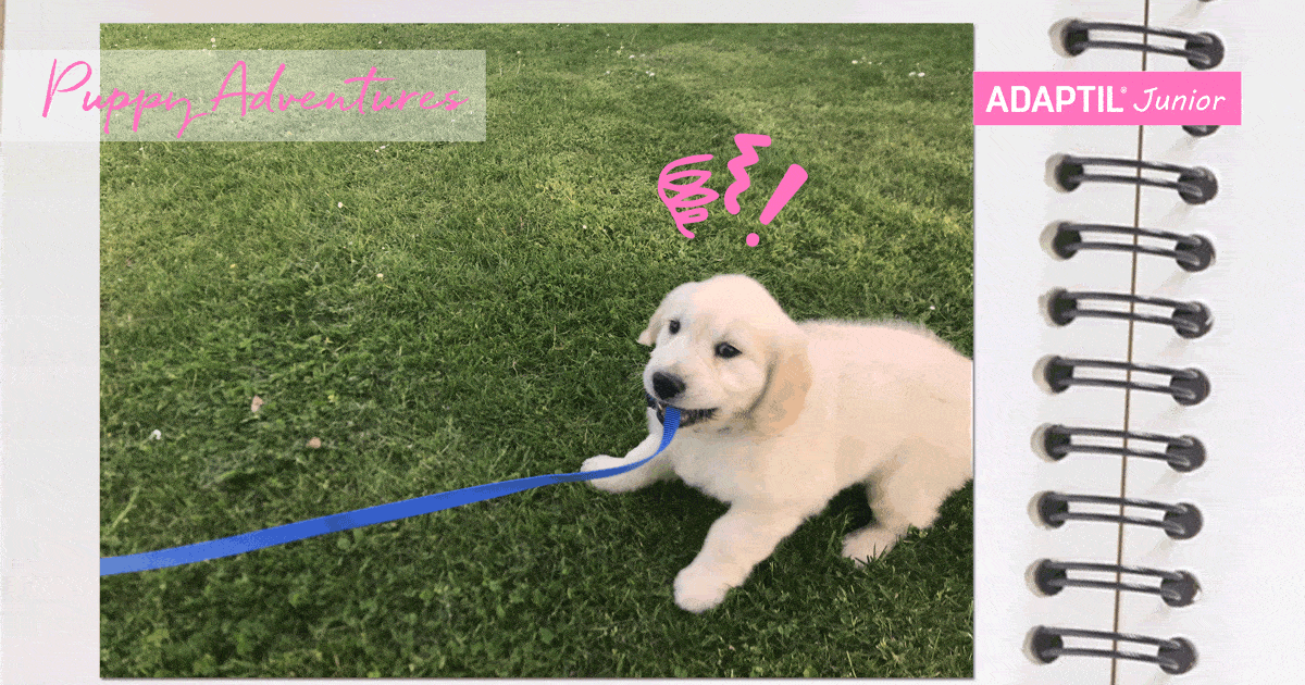 puppy_diary_leash_training-2