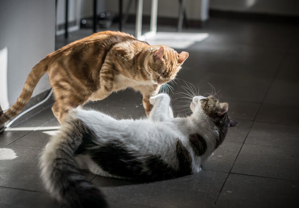 deux chats qui se battent
