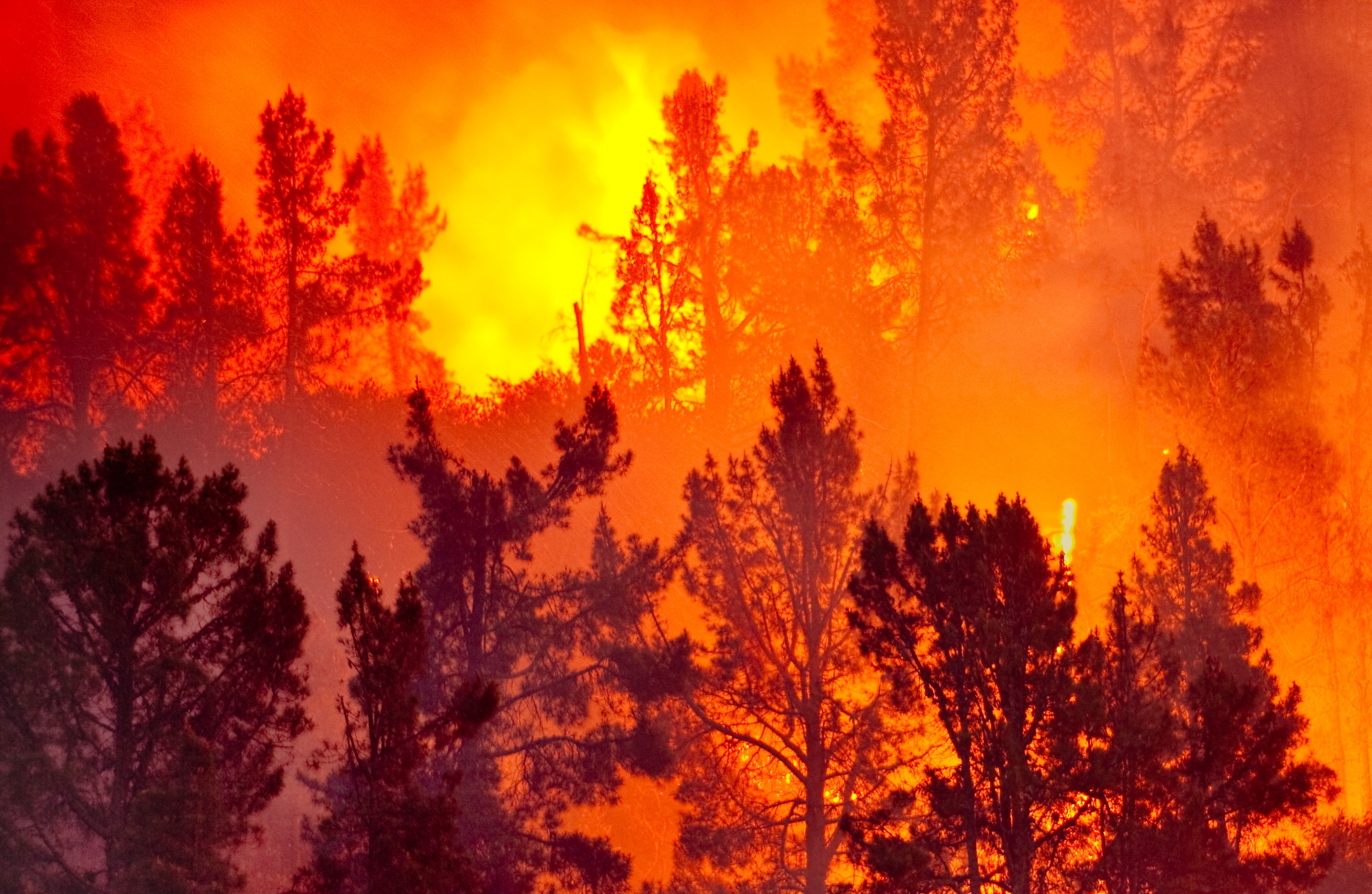 Forest fire is. Лесные пожары. Горящий лес. Лес в огне. Горящий Лис.