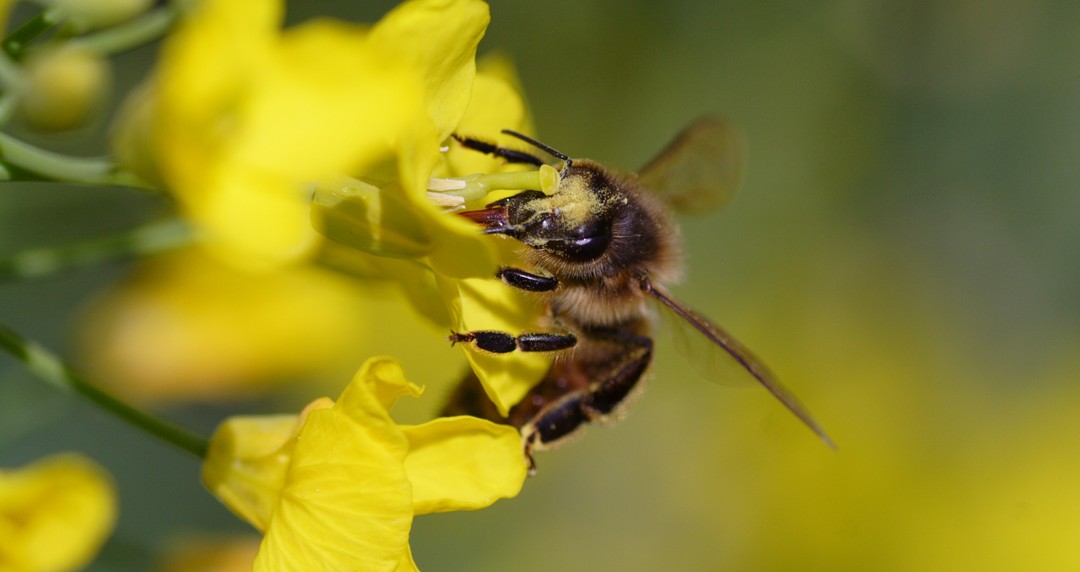 abeille sur colza