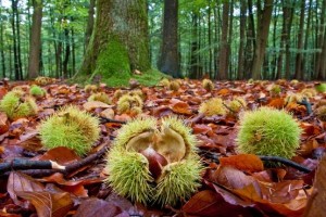 castagne