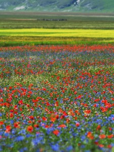 fioritura