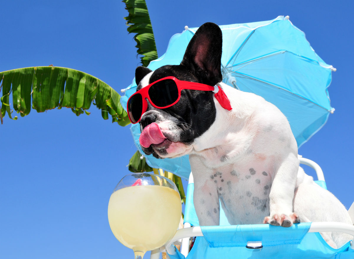pet-friendly-beaches-emilia-romagna