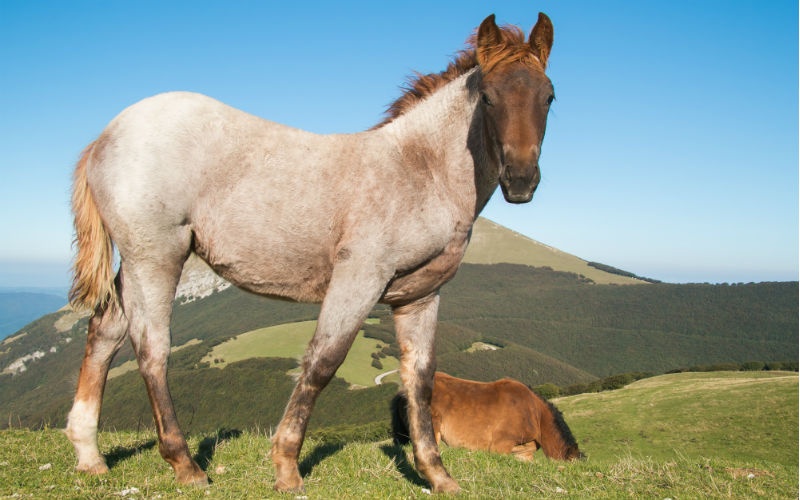 the beauty of monte catria