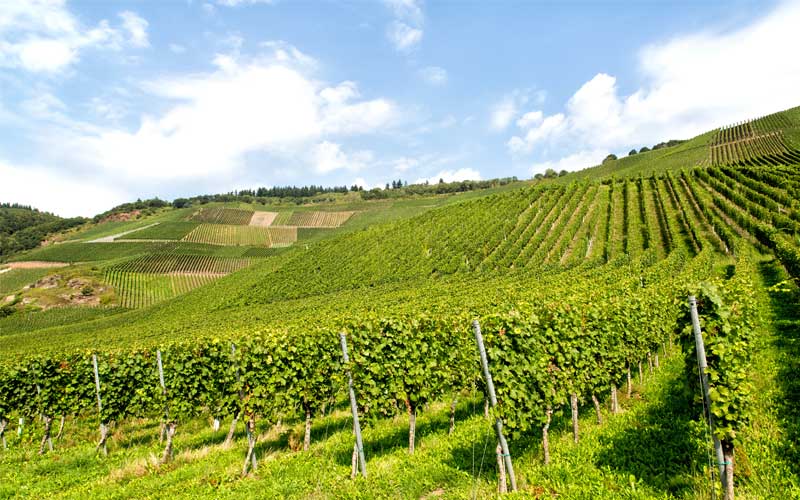 the top wine of Le Marche