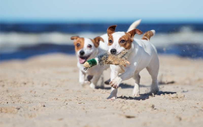 visitare l'italia in compagnia di un cane