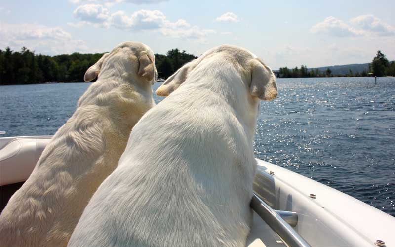 visitare l'Italia in compagnia di un cane