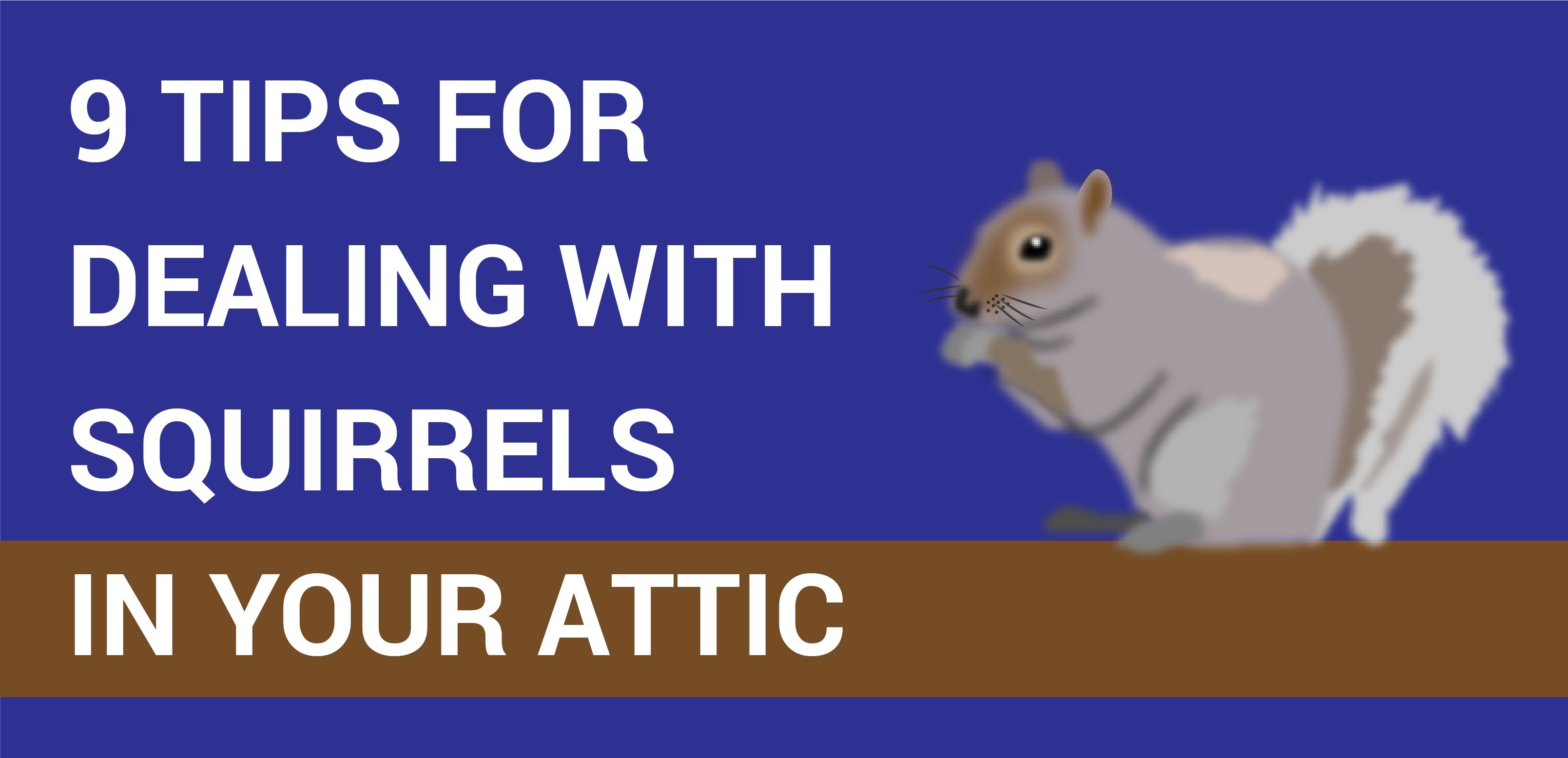 How can i get rid of squirrels in my attic 9 Tips For Dealing With Squirrels In Your Attic