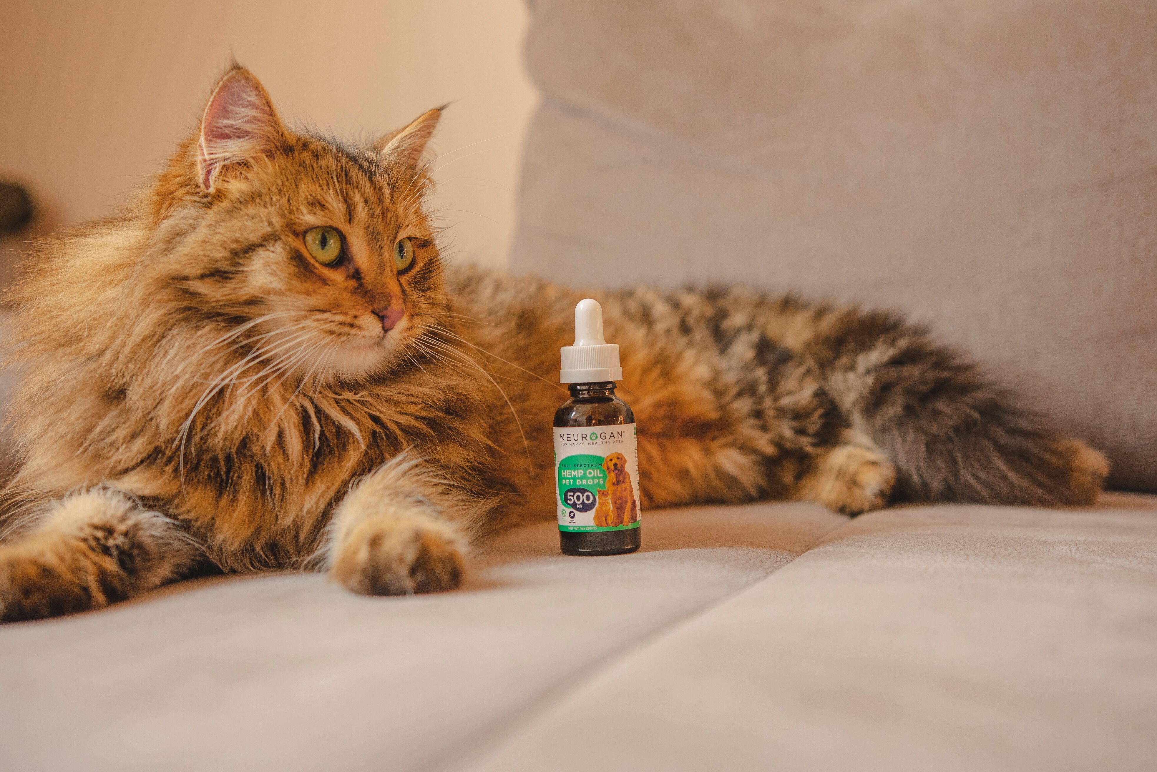 27 HQ Pictures Hemp Oil For Cats Skin - Cbd Oil For Cats Your Essential Guide Marijuana Doctors