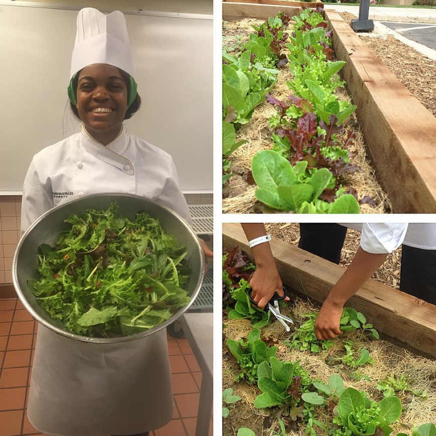 JWU Denver student Jasmine Smith harvests greens from the Denver Campus garden.