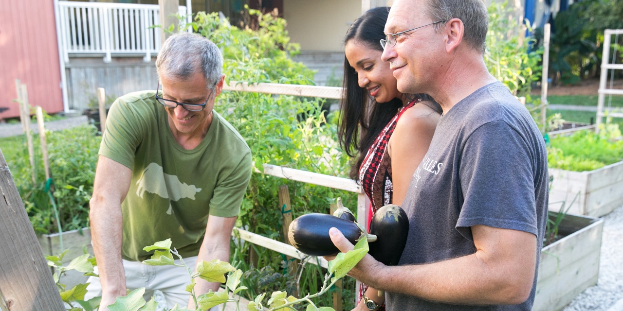 Pickling eggplants in JWU North Miami’s Edible Garden.