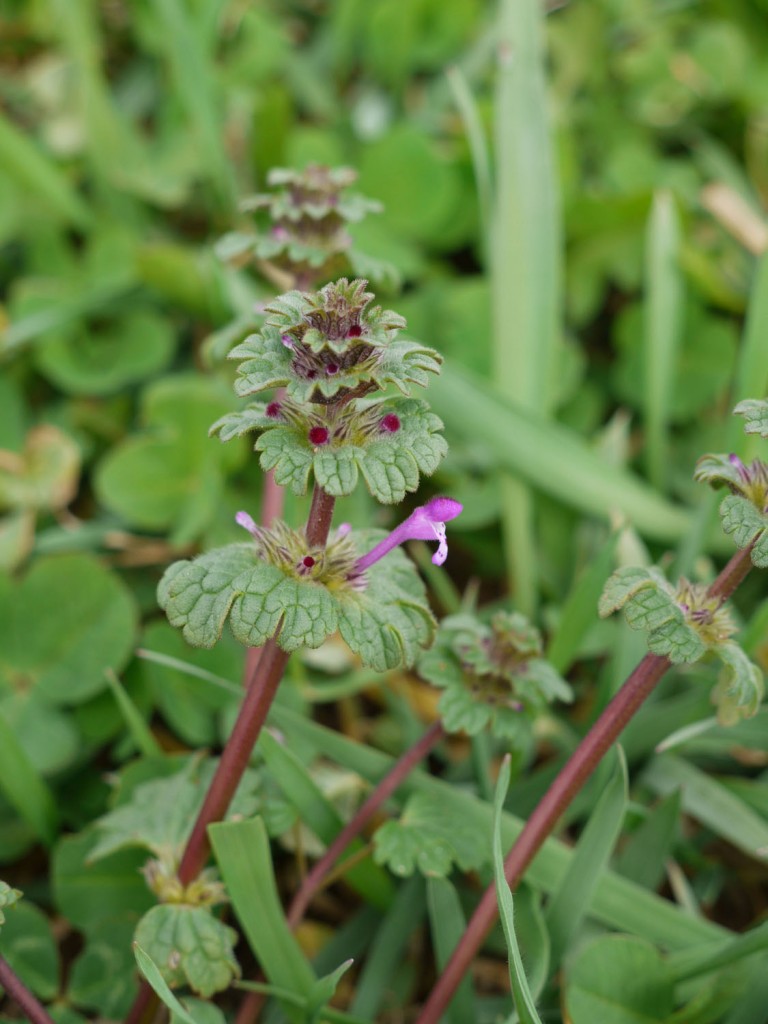 Weed Of The Week Henbit