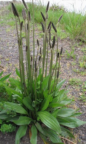 Weed of the Week – Buckhorn Plantain