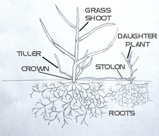 Seed_anatomy.jpg?t=1440195526693