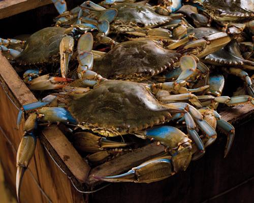 blue_crabs_deanies_seafood.jpg