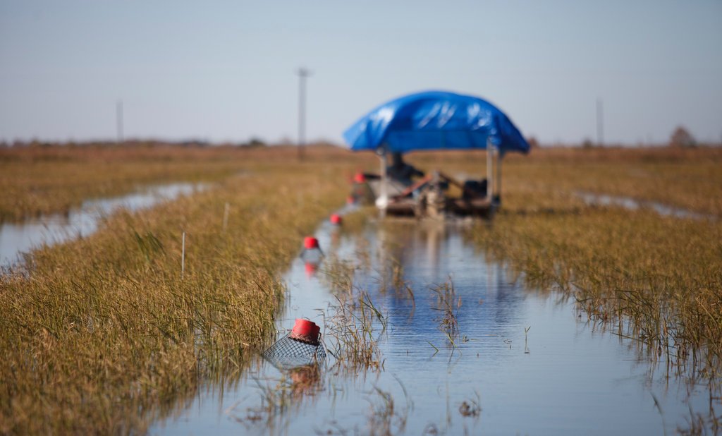 crawfish rice paddys louisiana crawfish aquaculture best crawfish in new orleans