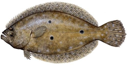 gulf flounder best gulf fish to eat deanies seafood.jpg