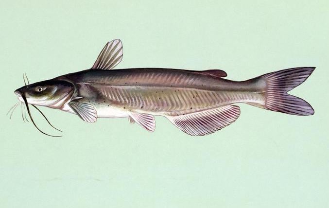 louisiana catfish is top catch for louisiana seafood.jpg