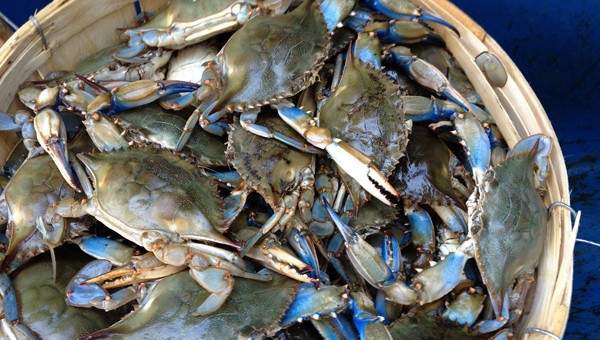 Louisiana blue crab_temporary season ban_restaurants_seafood markets feel pinch-3