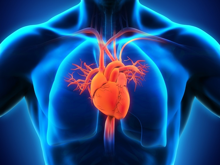 Jan18-New-Heart-Muscle-Using-Stem-Cells.jpg
