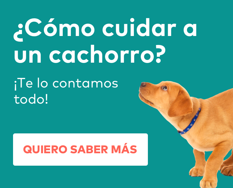 Regalo Caballo Por No Poder Atender