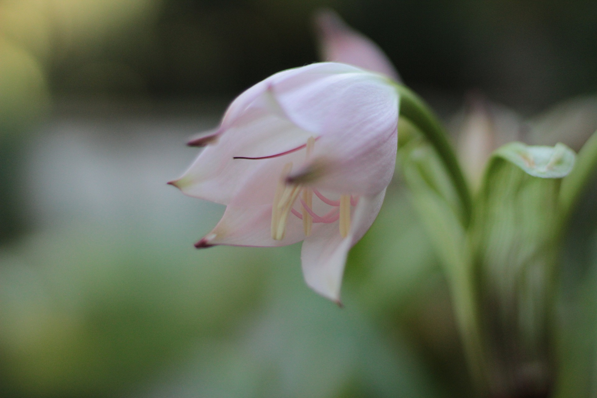 The Little Flower from Lisieux