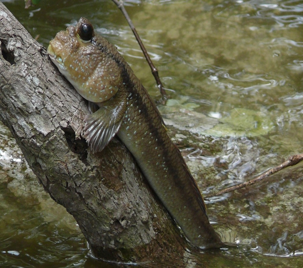 fish-climb-tree.jpg