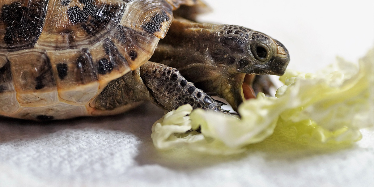 can you feed box turtles dog food