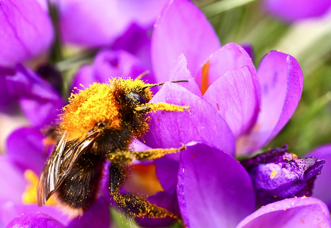 II. Understanding Bee Pollination