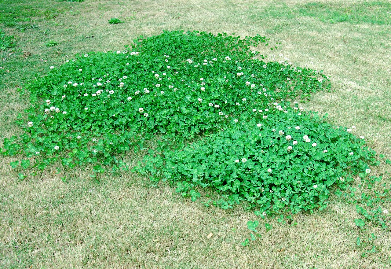How Do I Get Rid of Clover in My Lawn Without Killing the Grass 