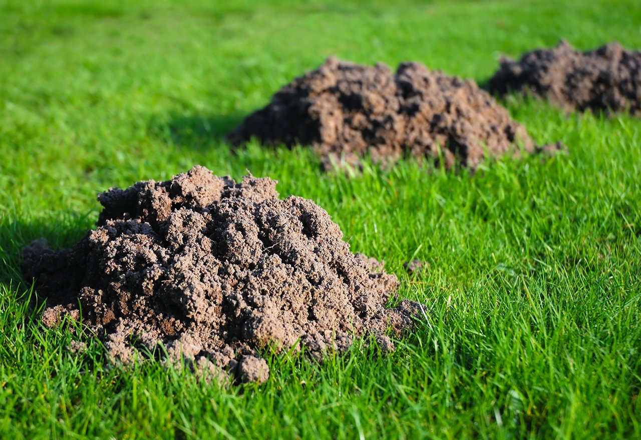How To Stop Animals From Digging Up The Lawn