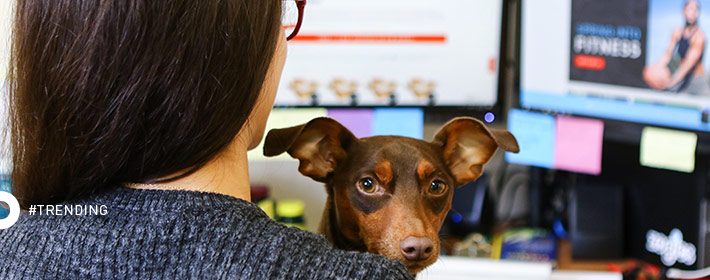 Rover.com Names Zogics The 8th Best Dog-Friendly Company in the U.S.