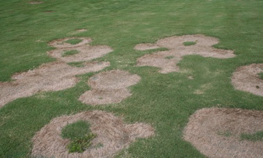 Spring Dead Spot Disease In Ming Georgia Spring Dead Spot Disease In Ming Georgia