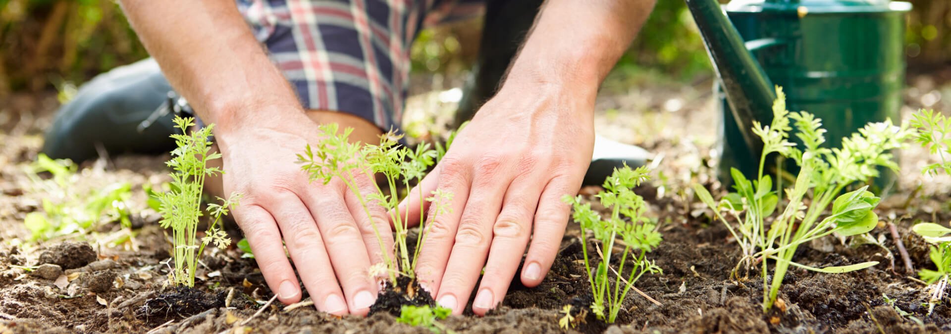 man_planting_seedlings.jpg