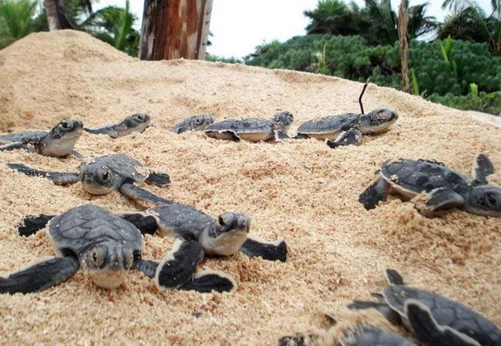 festival de la tortuga marina evento riviera