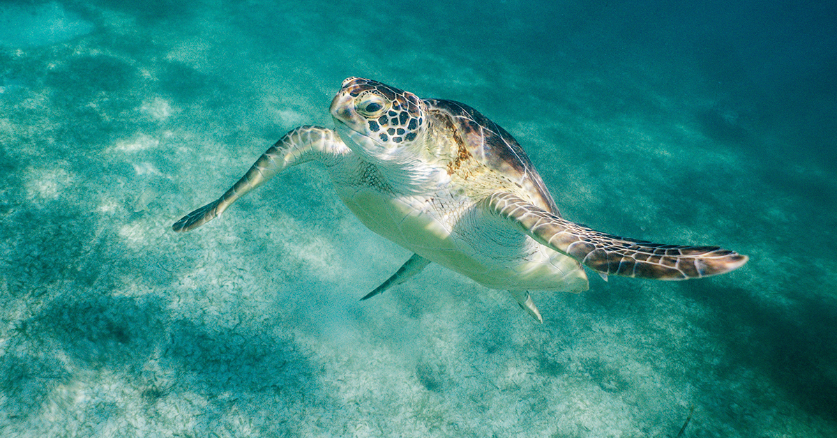que hacer en riviera maya