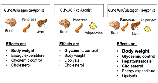 gip vs glp-1 New strategies for the treatment of obesity and metabolic dysfunctions