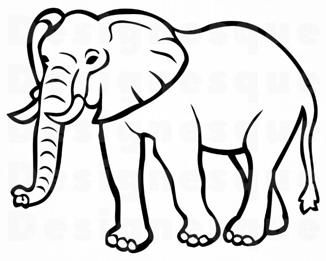 IACCM Elephant