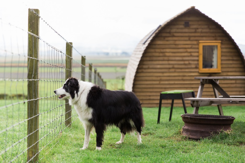 Dog-Friendly-Glamping-1024x682