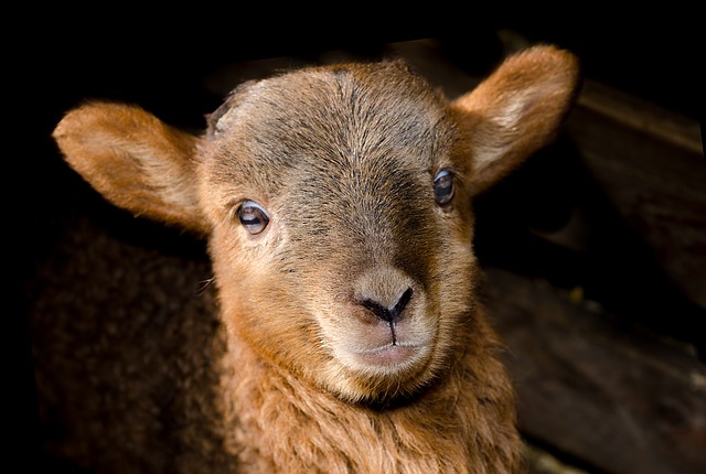 Cute petting lamb